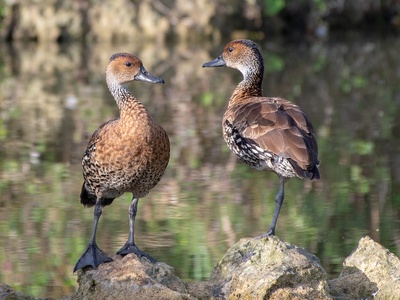 West Indian whistling-duck