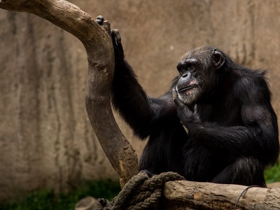 Western chimpanzee