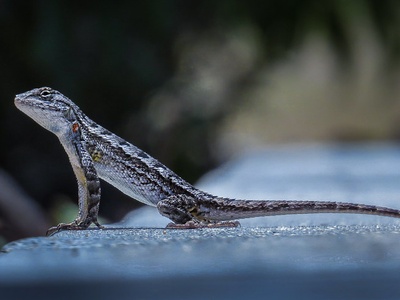 Western fence lizard