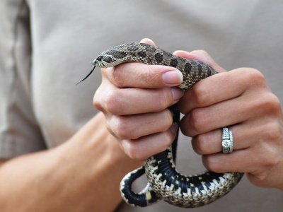 Western hognose