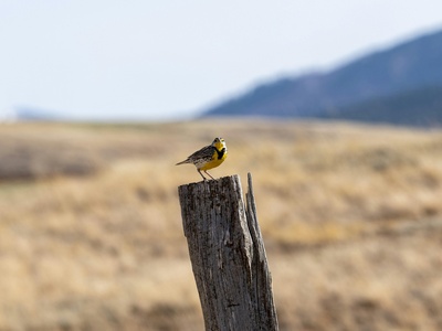 Western meadowlark
