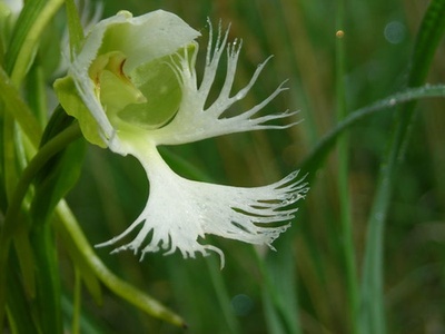 Western prairie fringed orchid