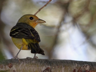 Western Tanager