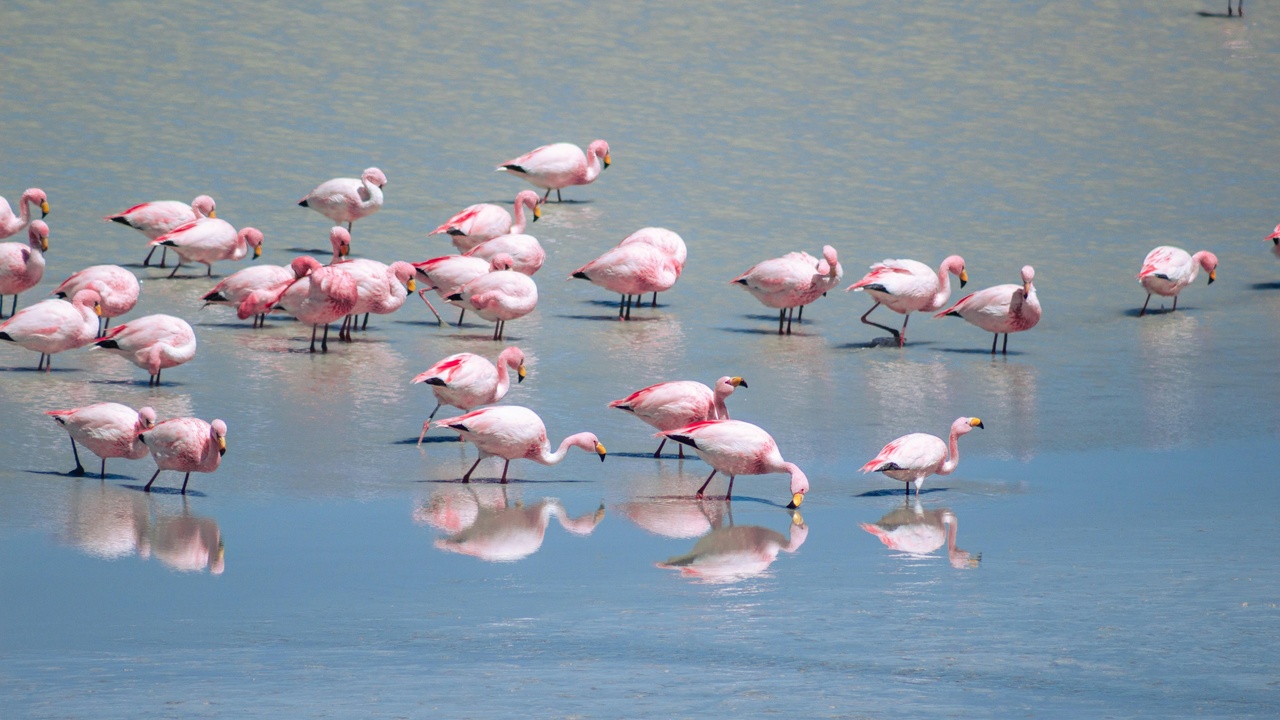 Flamingos feeding on a high-altitude saline lake near the Salar de Uyuni
