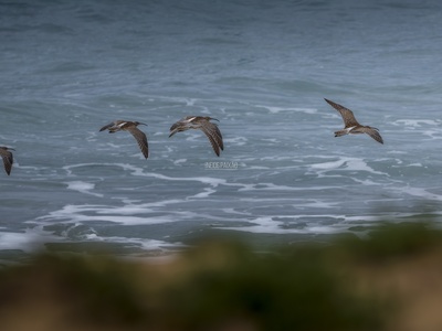 Whimbrel