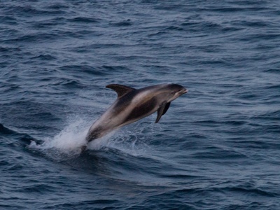 White-beaked dolphin