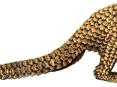 White-bellied pangolin