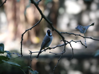 White-cheeked Bulbul