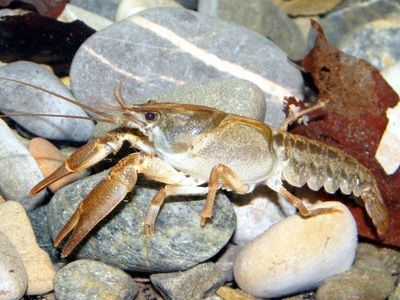 White-clawed crayfish