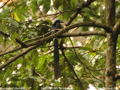 White-crested Hornbill
