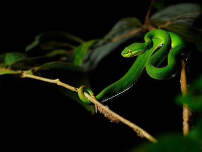 White-lipped pit viper