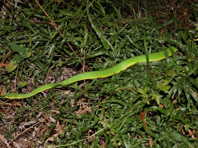 White-lipped pit viper
