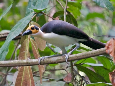 White-necked rockfowl (rockfowl)
