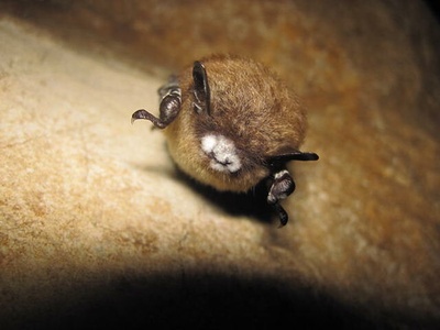 White-nose syndrome