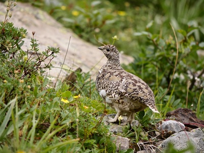 White-tailed Ptarmigan