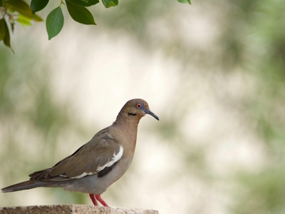 White-winged Dove