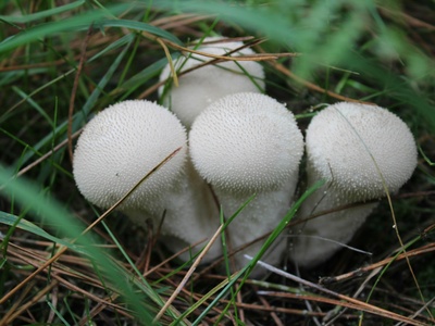 White Button Mushroom