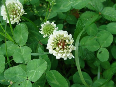 White clover