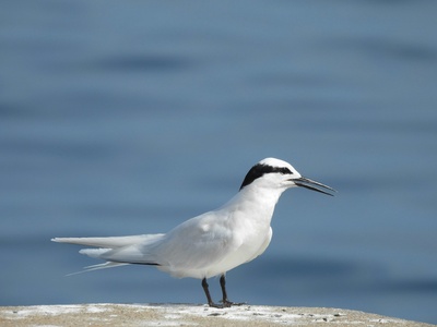 White tern