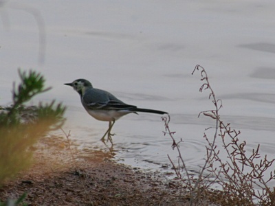 White Wagtail