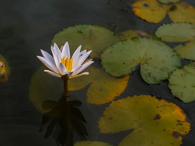 White water-lily