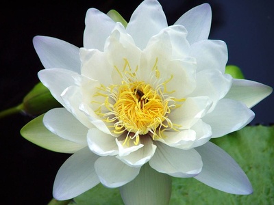 White waterlily