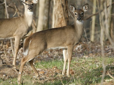 White‑tailed deer