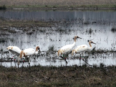 Whooping crane