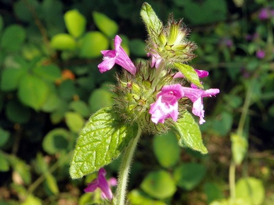 Wild basil