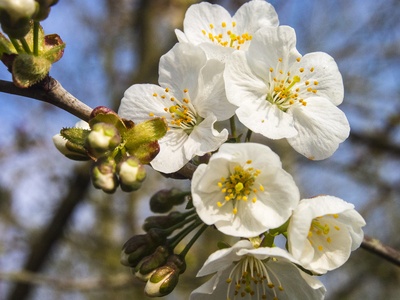Wild cherry blossom