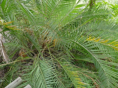 Wild date palm