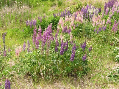 Wild lupine