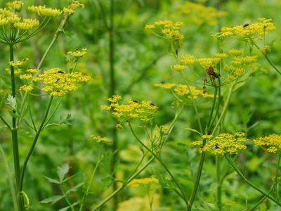 Wild parsnip