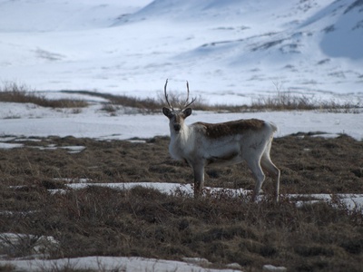 Wild reindeer