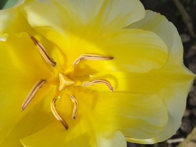 Wild tulip