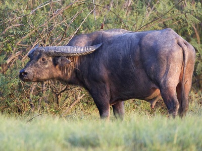 Wild water buffalo
