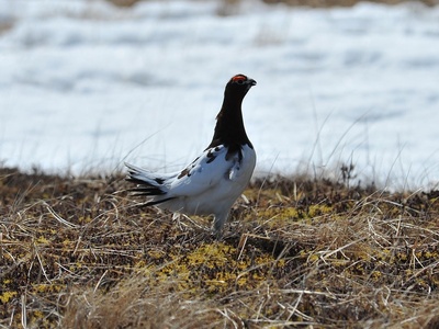 Willow Ptarmigan