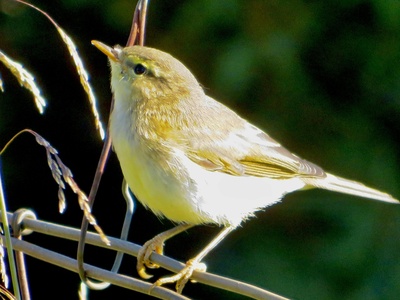 Willow warbler