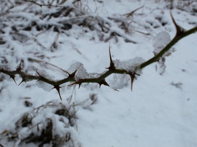 Winter thorn (Ana tree)