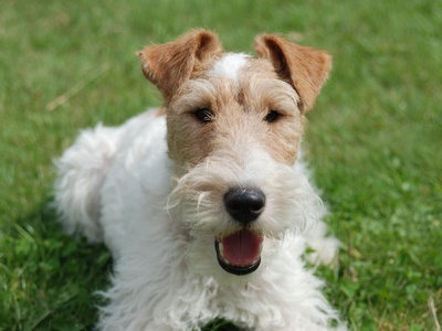 Wire Fox Terrier