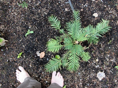 Wollemi pine