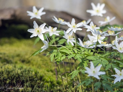 Wood anemone
