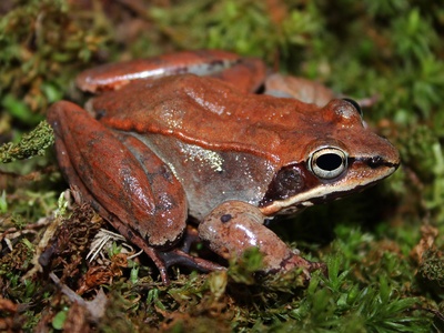 Wood frog