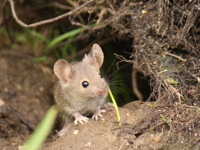 Wood mouse