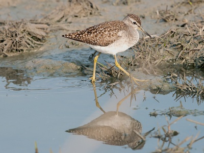 Wood sandpiper