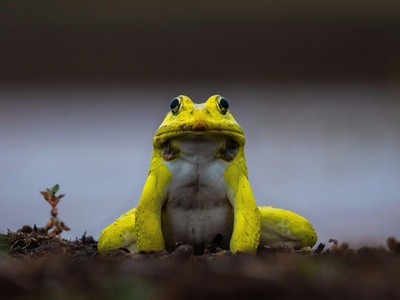Yellow-bellied toad