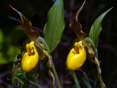 Yellow lady's-slipper