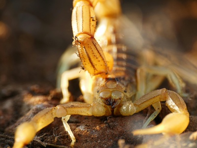 Yellow or lesser scorpion
