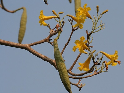 Yellow Poui (Tabebuia)