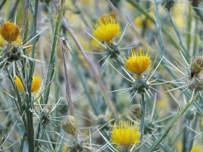 Yellow starthistle